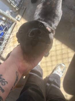 Pit Bull Terrier and Mixed Breed Dogs Available for Adoption - Peony | PetCurious