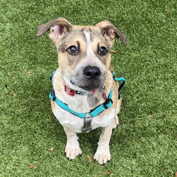 Sadie -  Mixed Breed Dog for Adoption in Eastsound, Washington - Sadie | PetCurious