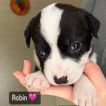 Rescue Black Labrador Retriever Dogs for Adoption in Aledo, Texas - Robin | PetCurious