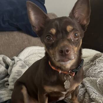 Rescue Miniature Pinscher Dogs for Adoption in Las Vegas, Nevada - Pooka | PetCurious