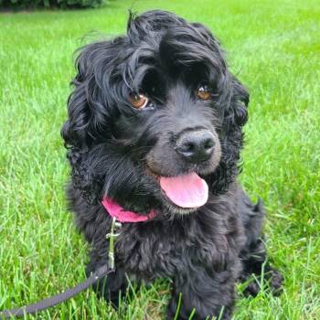 Rescue Cocker Spaniel Dogs for Adoption in Orland Park, Illinois - Iris | PetCurious