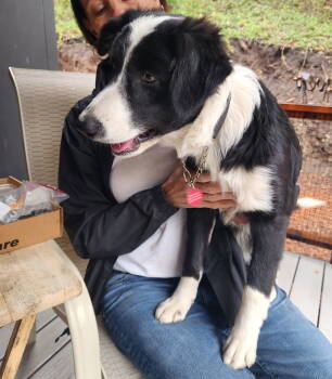 Rescue Australian Shepherd and Border Collie Dogs for Adoption in Paso Robles, California - Pearl | PetCurious