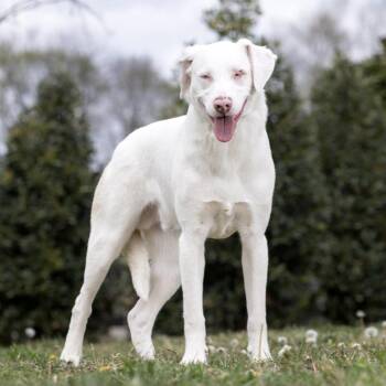 Mixed Breed Dogs Available for Adoption in Franklin, Tennessee - Thumper | PetCurious