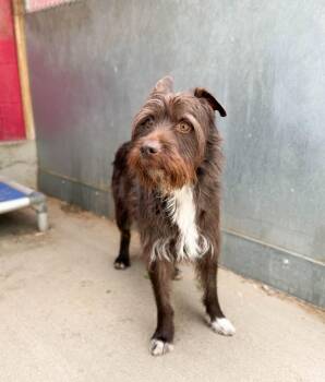 Mixed Breed Dogs Available for Adoption in Severance, Colorado - Picasso | PetCurious