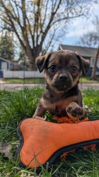 Australian Shepherd and Chihuahua Dogs Available for Adoption in Minneapolis, Minnesota - Felicity  | PetCurious