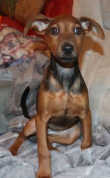 Rescue Doberman Pinscher and Labrador Retriever Dogs for Adoption in Mesa, Arizona - Shelby | PetCurious