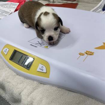 Jack Russell Terrier and Mixed Breed Dogs Available for Adoption - Penny Pup 5 | PetCurious