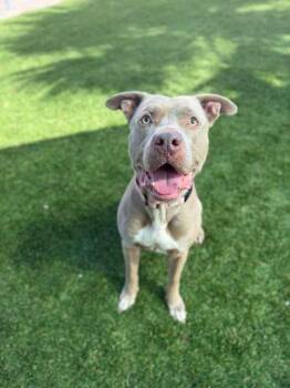 American Staffordshire Terrier and Mixed Breed Dogs Available for Adoption - Remmington - 3 | PetCurious