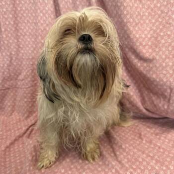 Thalia -  Shih Tzu and Mixed Breed Dog for Adoption in San Antonio, Texas - Thalia | PetCurious