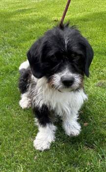 Shih Tzu Dogs Available for Adoption in Elyria, Ohio - BUSTER (ohiosdrescue@gmail.com) | PetCurious