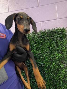 61764057 -  Doberman Pinscher and Mixed Breed Dog for Adoption in El Paso, Texas - 61764057 | PetCurious