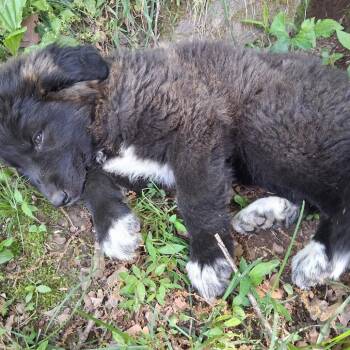 Great Pyrenees Dogs Available for Adoption in New Tazewell, Tennessee - Gigi | PetCurious