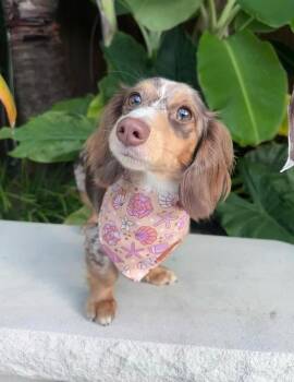 Misty -  Dachshund Dog for Adoption in Chalfont, Pennsylvania - Misty | PetCurious
