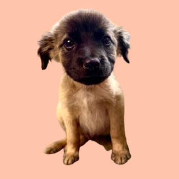 Rescue Shepherd and Collie Dogs for Adoption in Tuscaloosa, Alabama - TUSC-Stray-82713_2_3_4_5 | PetCurious