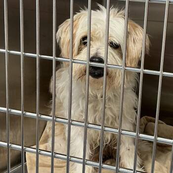 Little Cooper -  Terrier and Mixed Breed Dog for Adoption in Saint Joseph, Missouri - Little Cooper | PetCurious