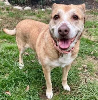 Rescue Mixed Breed Dogs for Adoption in Griswold, Connecticut - Daisy | PetCurious