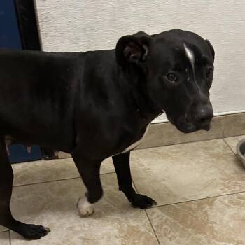 Pit Bull Terrier and Mixed Breed Dogs Available for Adoption - Harlee | PetCurious