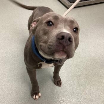 Pit Bull Terrier Dogs Available for Adoption in Abilene, Texas - Churro | PetCurious