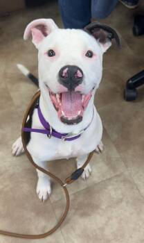 Strawberry Shortcake -  American Staffordshire Terrier Dog for Adoption in Springfield, Ohio - Strawberry Shortcake | PetCurious