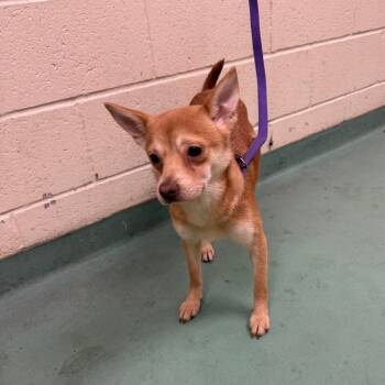 Rescue Mixed Breed Dogs for Adoption in Southside, Tennessee - Dexter | PetCurious