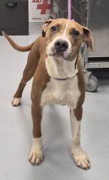 Ic-15 Porter -  Pit Bull Terrier Dog for Adoption in Lawrenceville, Georgia - Ic-15 Porter | PetCurious