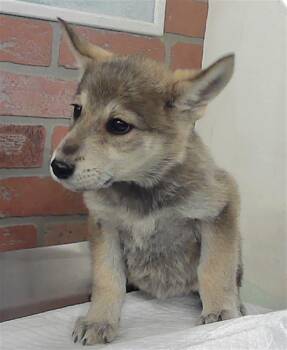 Belgian Shepherd Malinois Dogs Available for Adoption - A2066014 | PetCurious