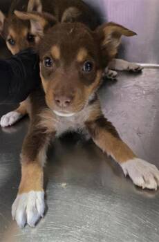 Shepherd and Mixed Breed Dogs Available for Adoption - 60785096 | PetCurious
