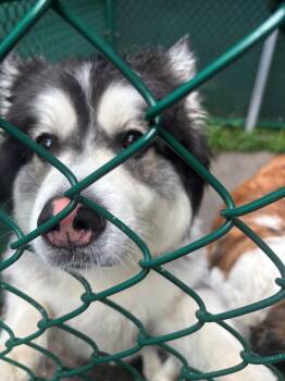 Banjo -  Pomeranian and Siberian Husky Dog for Adoption in Edison, New Jersey - Banjo | PetCurious