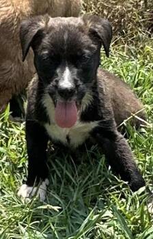 Rescue Mixed Breed Dogs for Adoption in Bruce, Mississippi - Male Puppy | PetCurious