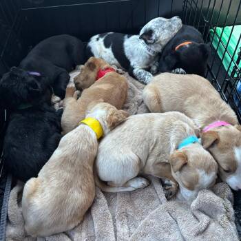 Shepherd and Cattle Dog Dogs Available for Adoption - 94 (2026) Anchovie | PetCurious