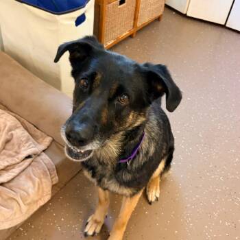 Maybelline -  Shepherd Dog for Adoption in Belleville, Illinois - Maybelline | PetCurious