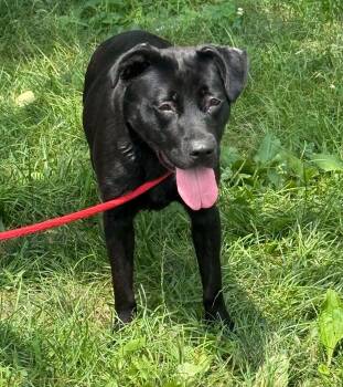 Eclipse -  Labrador Retriever Dog for Adoption in Springfield, Illinois - Eclipse | PetCurious