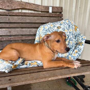 Liza -  Mixed Breed Dog for Adoption in Buffalo, Minnesota - Liza | PetCurious