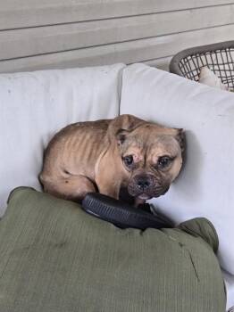 CAYENNE -  French Bulldog and Mixed Breed Dog for Adoption - CAYENNE | PetCurious