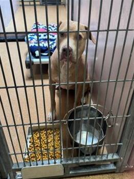 LADY OLIVIA -  Pit Bull Terrier Dog for Adoption in Martinez, California - LADY OLIVIA | PetCurious