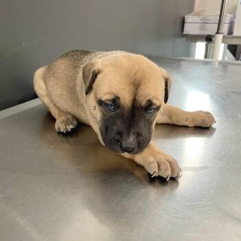 Mixed Breed Dogs Available for Adoption - Lionheart | PetCurious