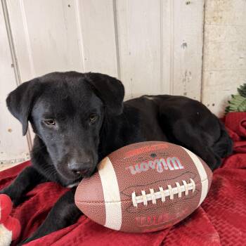 Moses (100 adoption fee) -  Labrador Retriever and Black Mouth Cur Dog for Adoption in Atlanta, Texas - Moses (100 Adoption Fee) | PetCurious