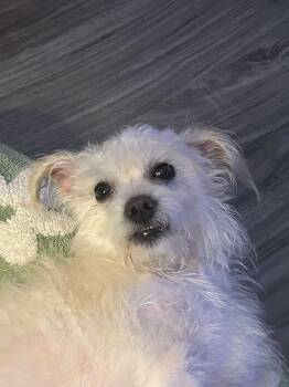 Rescue Wirehaired Terrier Dogs for Adoption in Portland, Maine - Keebler | PetCurious