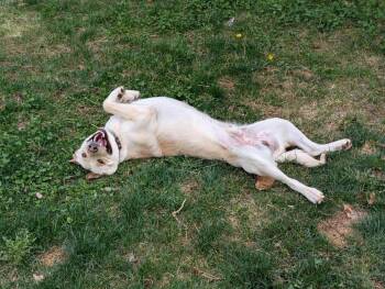 Cowboy -  Labrador Retriever and German Shepherd Dog Dog for Adoption in Incline Village, Nevada - Cowboy | PetCurious