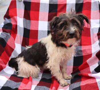 Terrier Dogs Available for Adoption in Milton, Georgia - Brynley | PetCurious