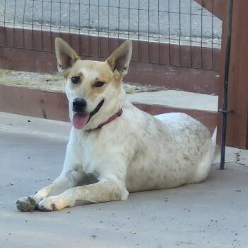 Carolina Dog Dogs Available for Adoption in Harlingen, Texas - Bella | PetCurious
