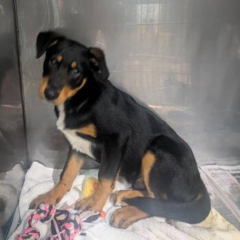 Duke -  Shepherd Dog for Adoption in Jefferson City, Tennessee - Duke | PetCurious