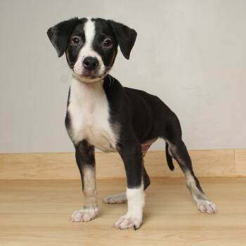 Rescue Terrier and Mixed Breed Dogs for Adoption in Minnetonka, Minnesota - Virginia D66010 | PetCurious