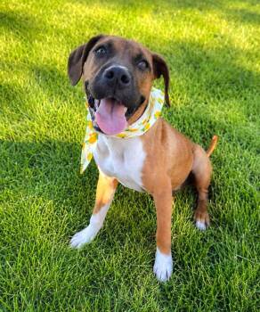 Nemo -  Boxer and Mixed Breed Dog for Adoption in Lindenhurst, New York - Nemo | PetCurious