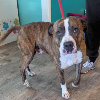 Pit Bull Terrier Dogs Available for Adoption in Jefferson City, Tennessee - Bubba | PetCurious