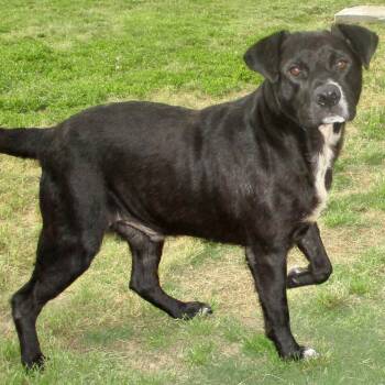 Rescue Black Labrador Retriever Dogs for Adoption in Tunica, Mississippi - Hutch | PetCurious