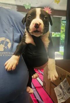 Europe -  Mixed Breed Dog for Adoption in Nashville, Tennessee - Europe | PetCurious