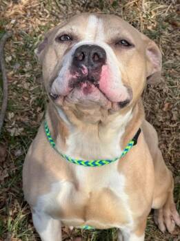 Terrier Dogs Available for Adoption - Brada | PetCurious