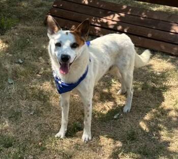 Simon -  Australian Cattle Dog Blue Heeler Dog for Adoption in Logan, Utah - Simon | PetCurious