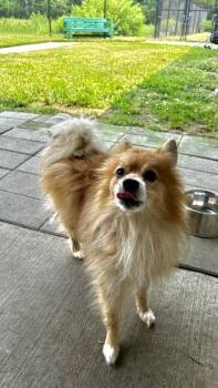 Nahko -  Pomeranian Dog for Adoption in Suffolk, Virginia - Nahko | PetCurious